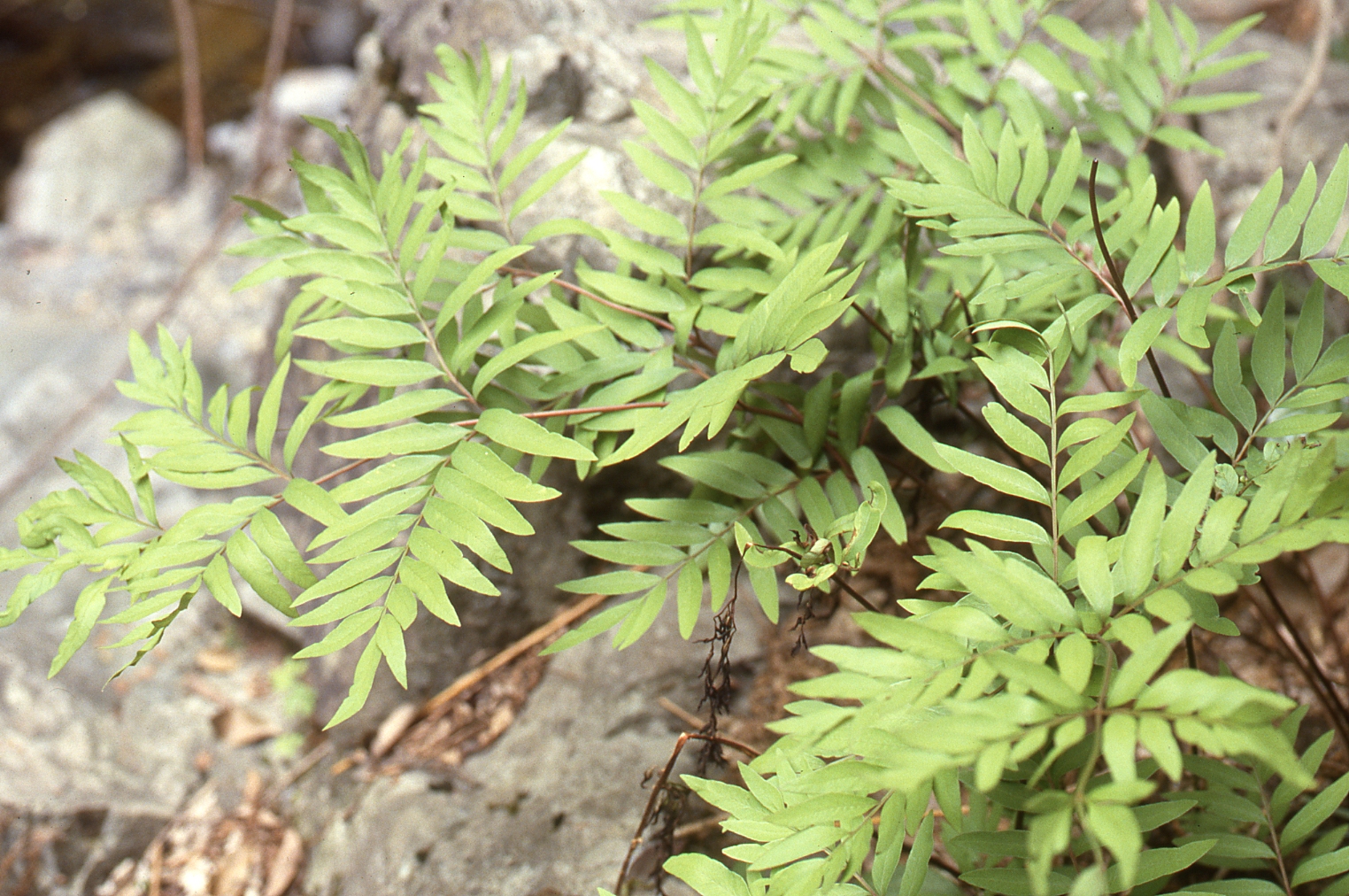 山野草、シダ、 ヤシャゼンマイ 大株 - 鉢植え