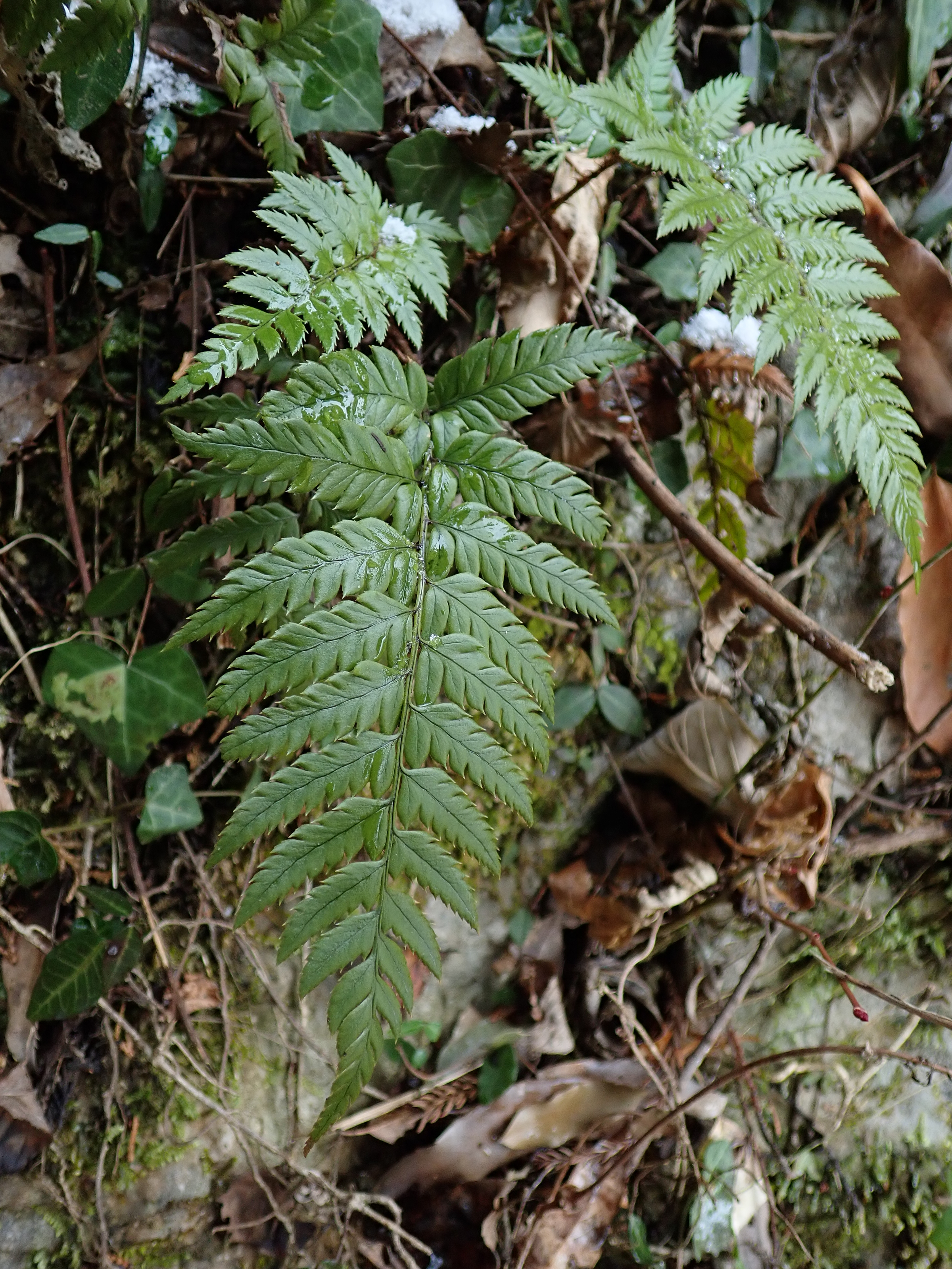 山野草、シダ、 ヤシャゼンマイ 大株 - 鉢植え