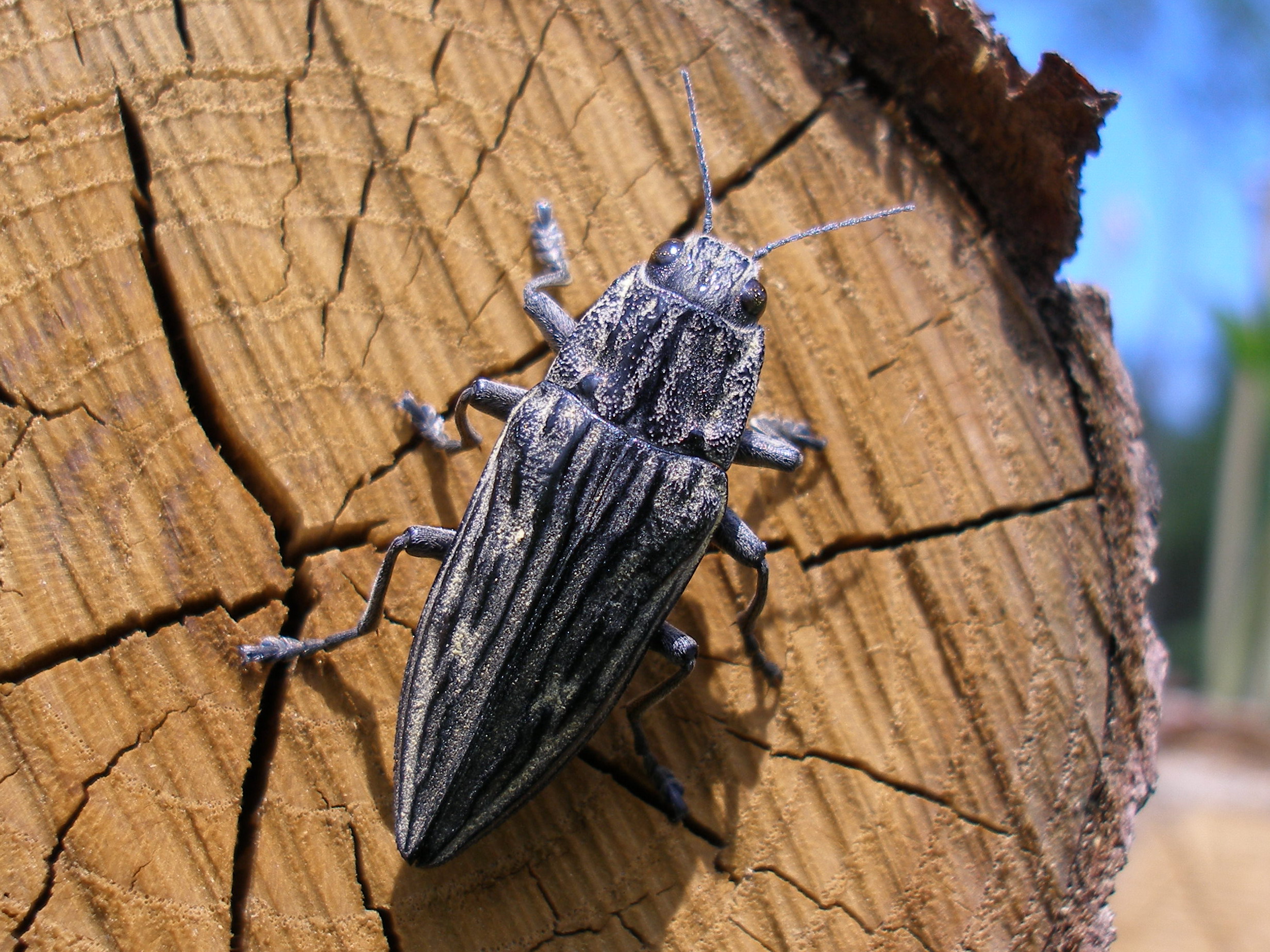 標本 ウバタマムシ オス28mm 千葉県長生郡 （１８－４） - 虫類