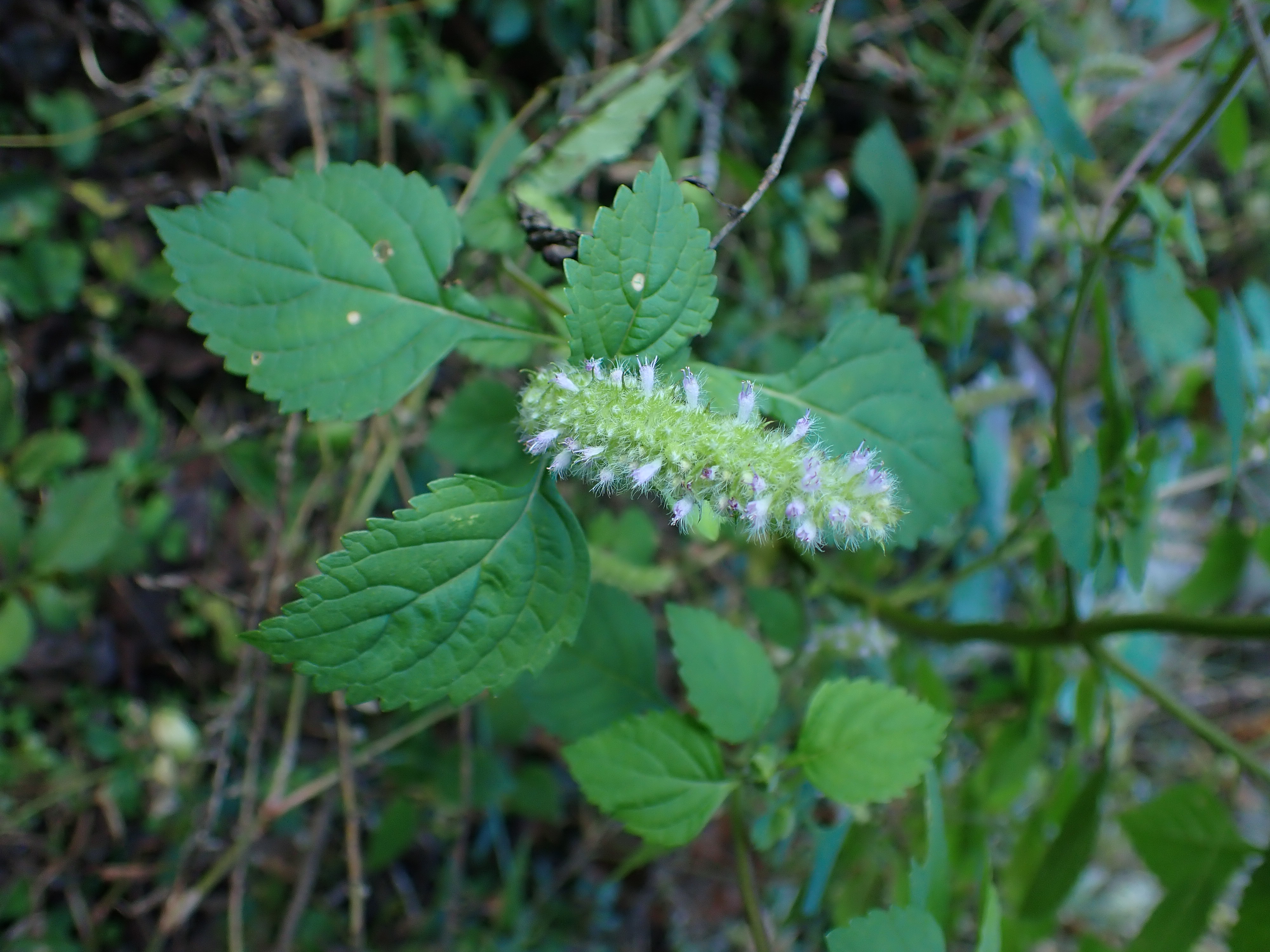 森の植物シリーズ～ナギナタコウジュ苗Lサイズ～ - 植物/観葉植物