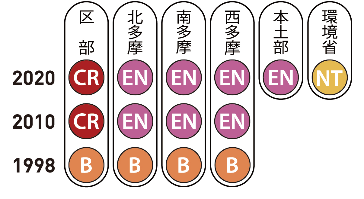 アカハライモリ | 東京都レッドデータブック